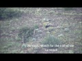 Arizona Archery Bear Hunt Spot and Stalk Style Pat Feldt 2015