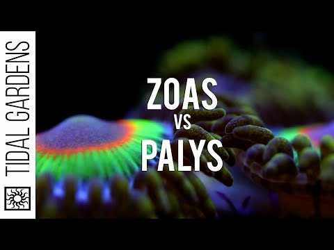 how to take care of zoanthids
