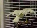 Sammie the Bare Eyed Cockatoo Sees Herself in Window