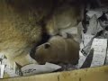 柴犬動画