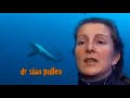 Thresher Shark