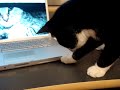 \"Kitten plays with a Mac Book Pro Optical Drive\" \"Kitten plays with a Mac Book Pro Optical Drive\"