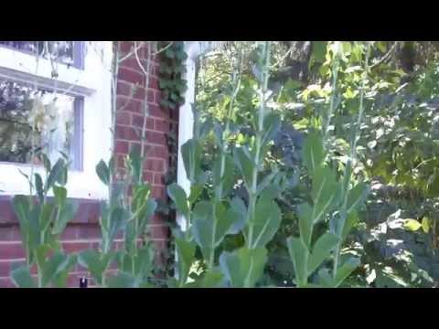 how to grow romaine lettuce