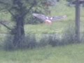 Turkey-Vulture-Fly-T
