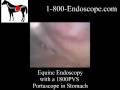 equine horse endoscope endoscopy Portascope esophagus stomach