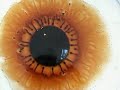 Dynamic Self Organisation of Ferrofluid