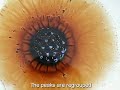 Dynamic Self Organisation of Ferrofluid