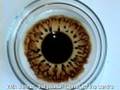 Dynamic Self Organisation of Ferrofluid
