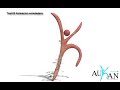 Animacion enredadera 3d studio max 2009 Animacion enredadera 3d studio max 2009