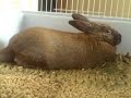 raisin is jack rabbit bauer in an episode of bunny 24.

thanks to youtube for featuring this video in august 2007. its honours that month were:
 #31 - most viewed (this month)
 #59 - most discussed (this month)
 #1 - most viewed (this month) - pets & animals
 #2 - most discussed (this month) - pets & animals
 #3 - top favorites (this month) - pets & animals
 #6 - top rated (this month) - pets & animals
 #13 - most linked (this month) - pets & animals

my tongue-in-cheek video response to some of the comments is here: http://youtube.com/watch?v=gq2iteumemy