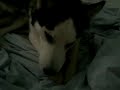 Lazy Kaiser