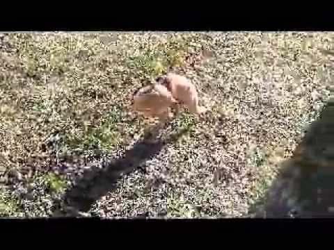 Tootsie is a 5 month old female Italian Greyhound