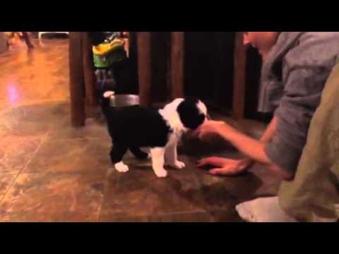 Riddick learning come in the kitchen