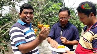 পার্সিমন(জাপানের জাতীয় ফল) বাংলাদেশে চাষ হচ্ছে- Persimon(Food of the God)