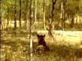 videos de Indian tiger
