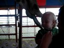 Giraffe Kisses