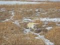 Lab works over the pheasants