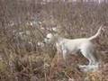 Lab works over the pheasants