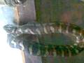 Snake 3.mp4