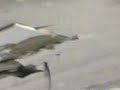 Kurden greifen die Yeziden in Sheikhan an (7) Kurden greifen die Yeziden in Sheikhan an (7)
