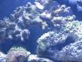12 week old Solana 34_0001.wmv