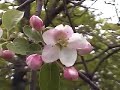 UMass Fruit Advisor: USA\