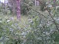 Click here to watch this video Tran Teunom Aceh Jaya 27092009001