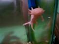 videos de Axolote Albino.