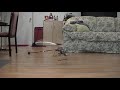 Xelltronics 3-blade home-built helicopter - Test Flight