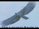 Philippine (Raptors) Eagle