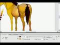HorseIsle: Dun Foal Drawing
