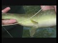 Fly fishing in Bosnia - river Ribnik Fly fishing in Bosnia - river Ribnik