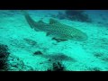 Leopard Shark - Phi Phi 1