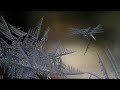 the beauty of frost