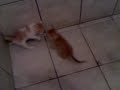 Os gatinhos se atracando no banheiro! huahuahuahuahua