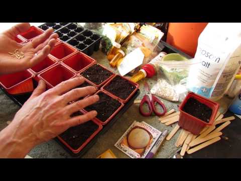 how to transplant watermelon seedlings