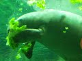 manatee eating