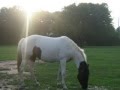 Meet My Horse :)