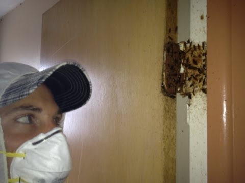 how to control roaches