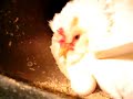 Broody hen makes collecting eggs difficult. Broody hen makes collecting eggs difficult.