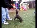 videos de Balboa playing