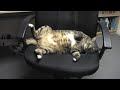 Ninety Seconds of Meatloaf T. Cat