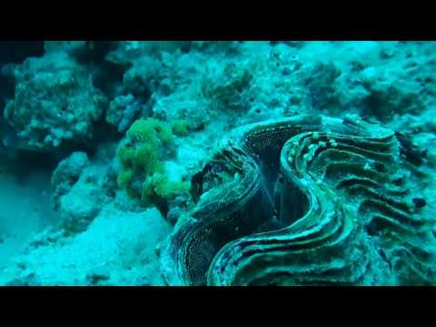 Смотреть видео