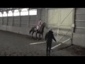 horse,horses,pony