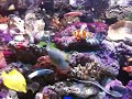 Marine Tank 7