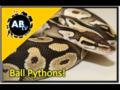 YouTube reptile video