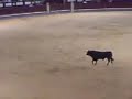 Lazy pedro gets busted