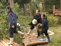 Pandabär wird getragen