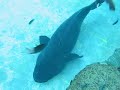 Sea World Australia 3