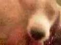 El perro cachondo El perro cachondo